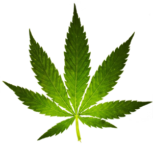 Libertarian Party calls for marijuana legalization